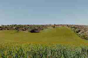 Foto gratuita paesaggio di un campo verde