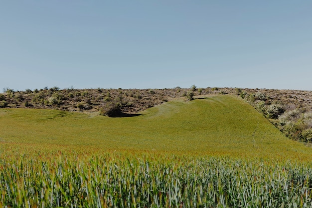 Landscape of a green field 