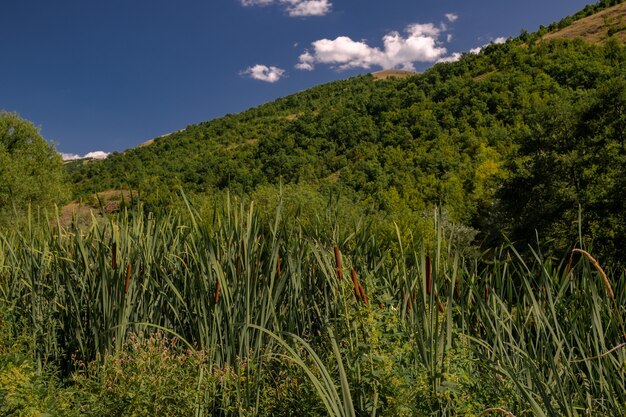 Landscape of hills covered in bushes and trees under the sunlight and a blue sky