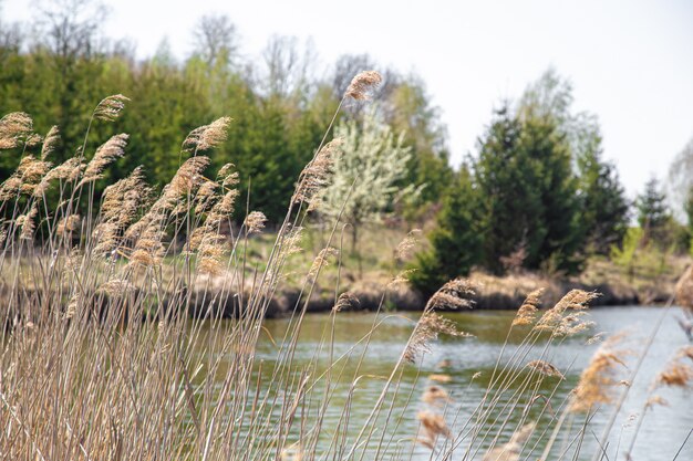 Landscape. Lake and swamp on the background of beautiful trees.