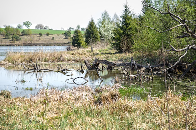 Landscape. Lake and swamp on the of beautiful trees.