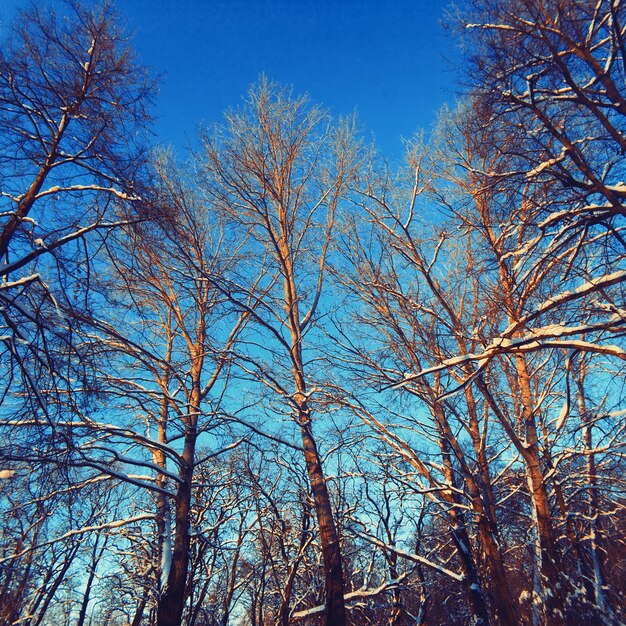 겨울에 잎이없는 나무 풍경