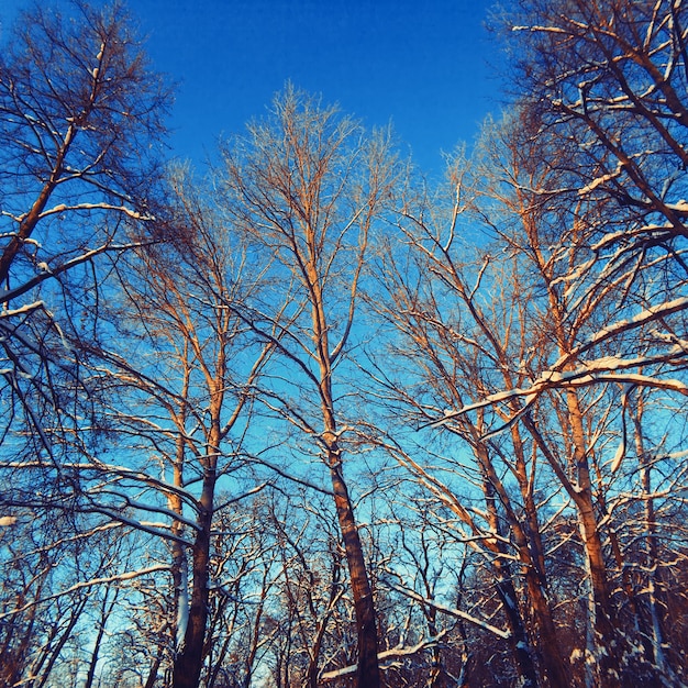 冬の風景葉の木