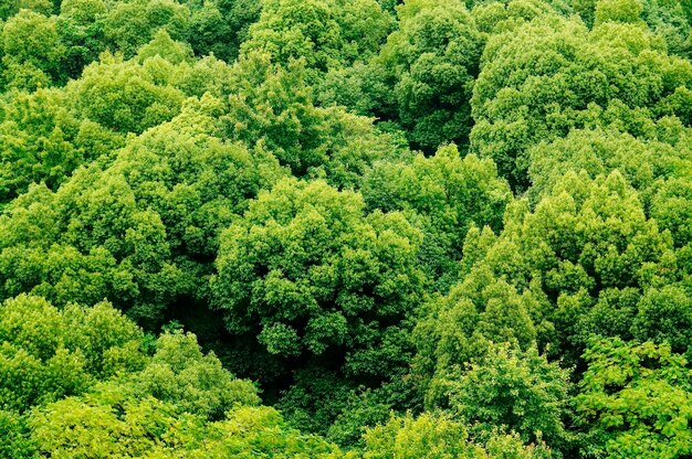 Landscape of leafy green trees