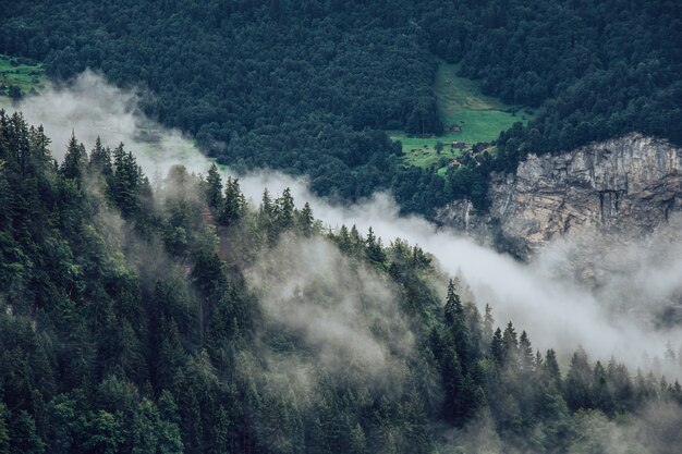 森と日光の下で霧に覆われた山の風景