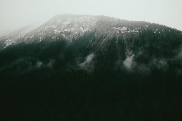 日光の下で森に覆われた山の風景