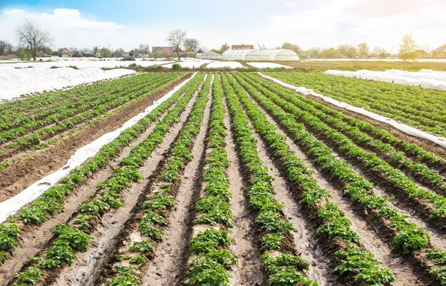 ジャガイモのプランテーションは畑で成長する 野菜の列 農業 農業 風景 プレミアム写真
