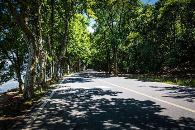 台湾の台東にある有名なlongtien緑のトンネルの下の直線道路の風景。