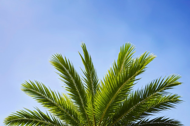 Landscape of palm trees in pastel colors