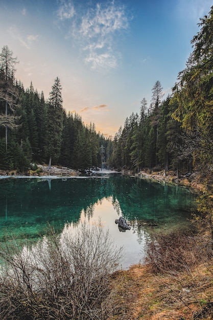 Foto gratuita paesaggio di riverand pine trees