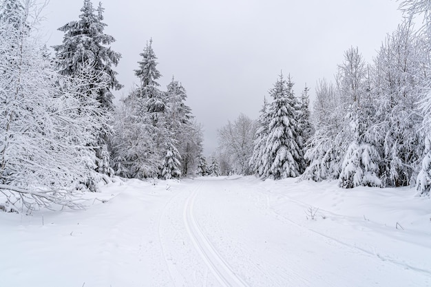 Landscape of a road in the Black Forest covered in trees and snow in Germany