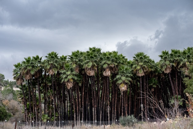 Foto gratuita paesaggio di sabal palms sotto un cielo nuvoloso circondato da erba durante il giorno