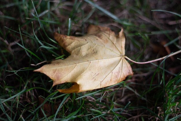 Landscape shot of a brown leaf in a green grass ground