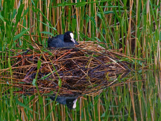 Free photo landscape shot of a euraisan coot