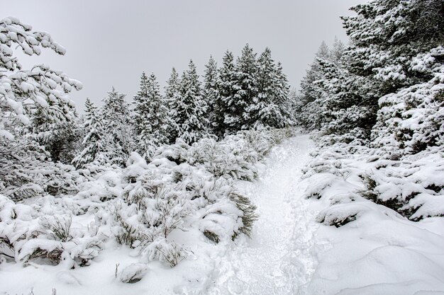 Landscape shot of a forest covered in snow