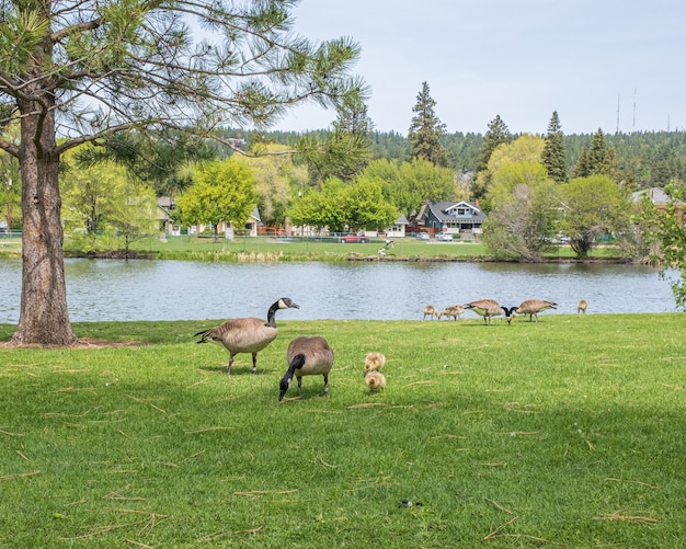 Landscape shot of geese and their babies eating grass around a lake