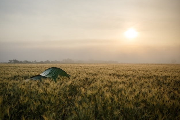 화창한 날에 녹색 캠핑 텐트의 풍경 샷