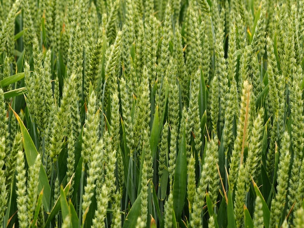 Landscape shot of a green crop