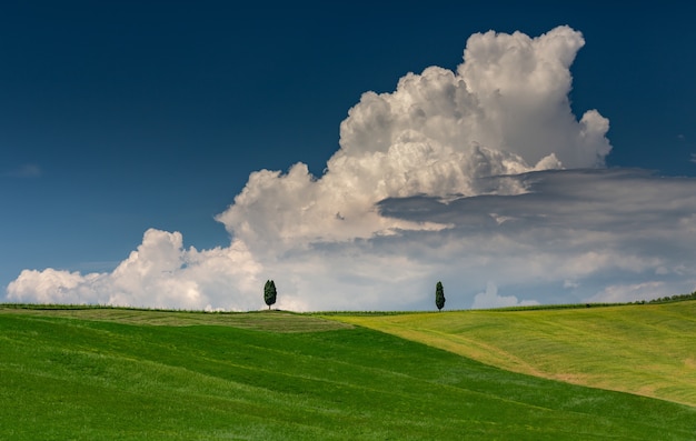 Landscape shot of a green hill with two green trees in val d'orcia tuscany italy