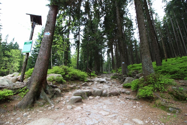 Landscape shot of high trees with big rocks in a clear sky