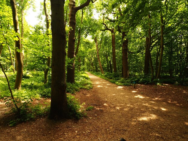 Landscape shot of narrow path line trees during daytime