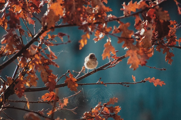 Landscape shot of a nightingale bird