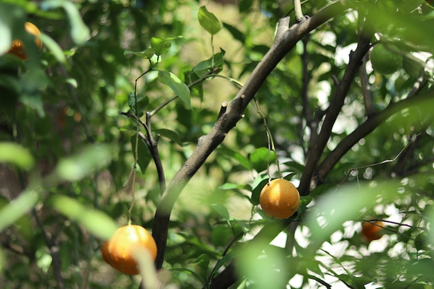 Landscape shot of orange fruit in the branches with blurry green leaves