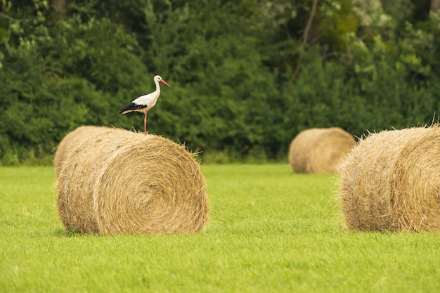 フランスの畑で干し草のロールにコウノトリの風景写真