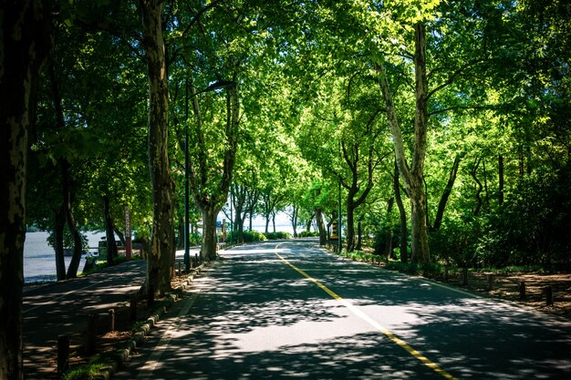 Landscape of straight road under the trees, the famous Longtien green tunnel in Taitung, Taiwan.