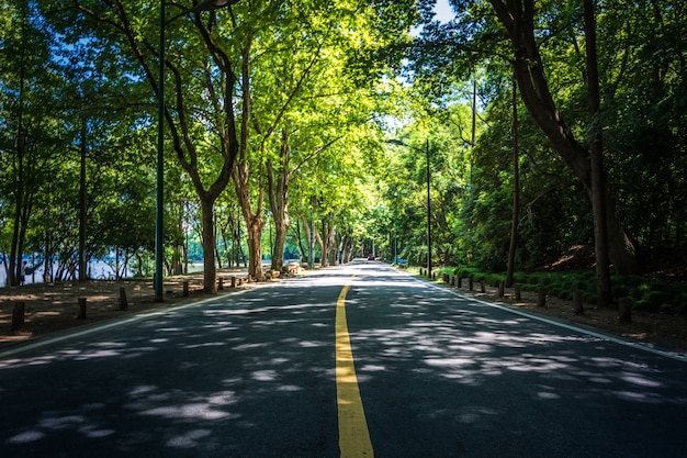 Landscape of straight road under the trees, the famous Longtien green tunnel in Taitung, Taiwan.