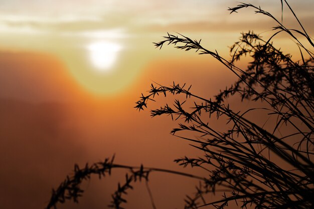 Landscape. Tall grass in the sunlight. Volcano Batur. Bali Indonesia