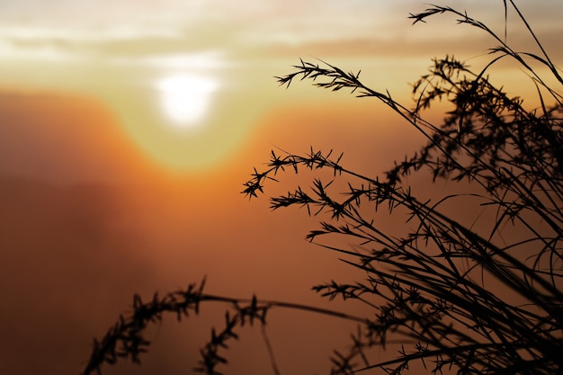 Landscape. Tall grass in the sunlight. Volcano Batur. Bali Indonesia