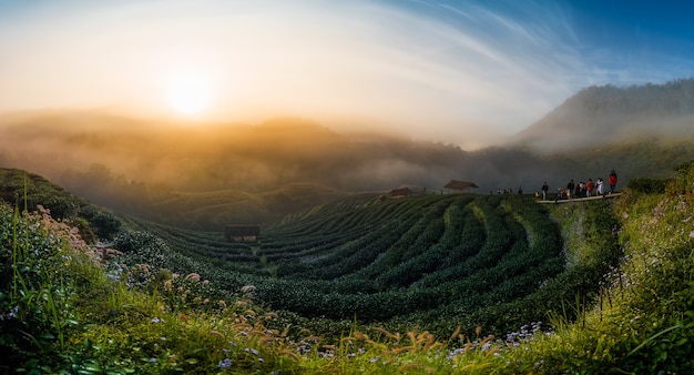 Landscape of tea field with fog in morning at chiangmai thailand