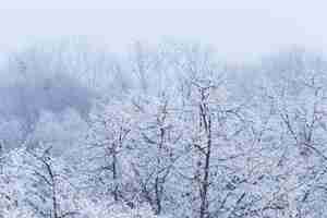 Foto gratuita paesaggio di rami di alberi coperti di brina durante l'inverno a zagabria in croazia