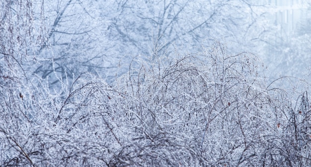 Landscape of tree branches covered in frost during the winter in Zagreb in Croatia