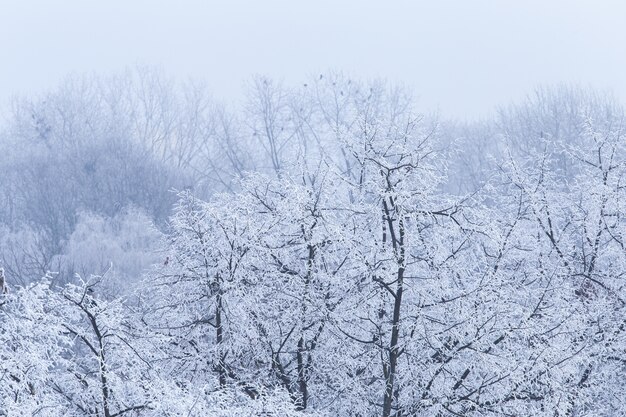 Landscape of tree branches covered in frost during the winter in Zagreb in Croatia