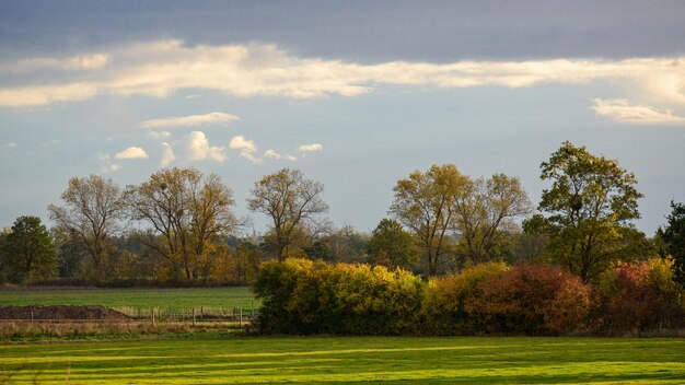 Landscape of trees in the meadow against a cloudy sky