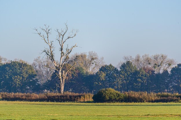 暗い空を背景に牧草地の木々 の風景