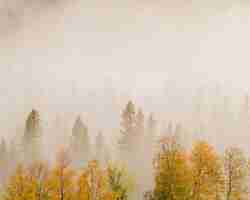 Foto gratuita paesaggio di alberi con foglie colorate in una foresta coperta di nebbia