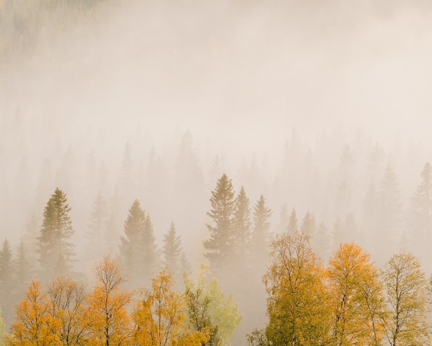 Landscape of trees with colorful leaves in a forest covered in fog