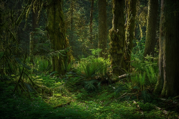 熱帯の緑の森の風景