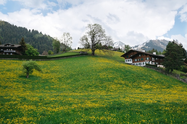 Free photo landscape valley with plenty dandelions on swiss mountains background