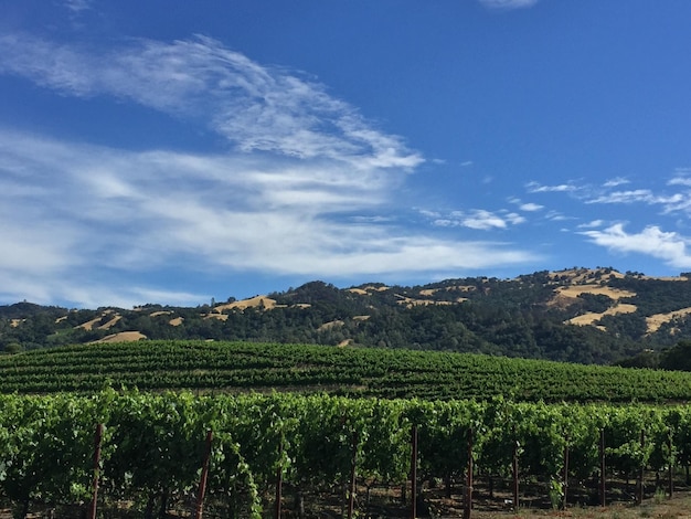 Landscape view of vineyard rows in Sonoma County, California with mountains