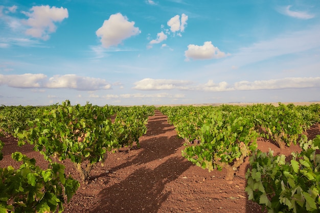 Landscape of a vineyard under the sunlight and a blue cloudy sky in the countryside