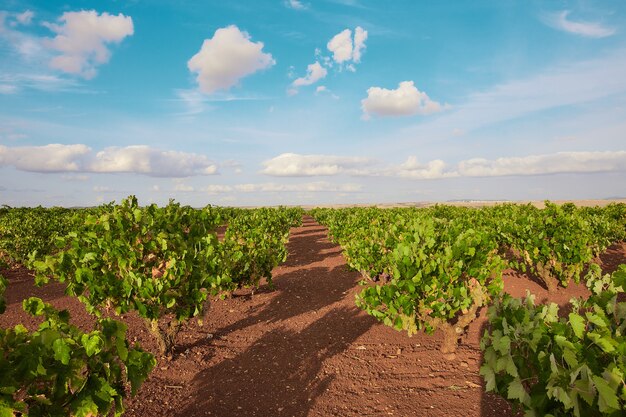 Landscape of a vineyard under the sunlight and a blue cloudy sky in the countryside