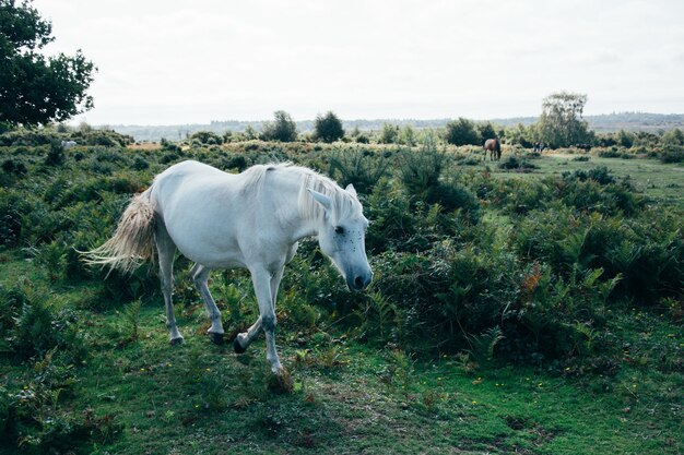 Landscape of white horse grazing on the pasture