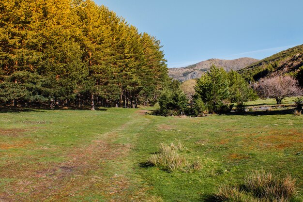 Landscape with grass and forest