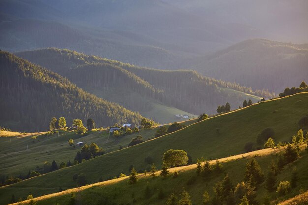 Landscape with pine forests in the mountains