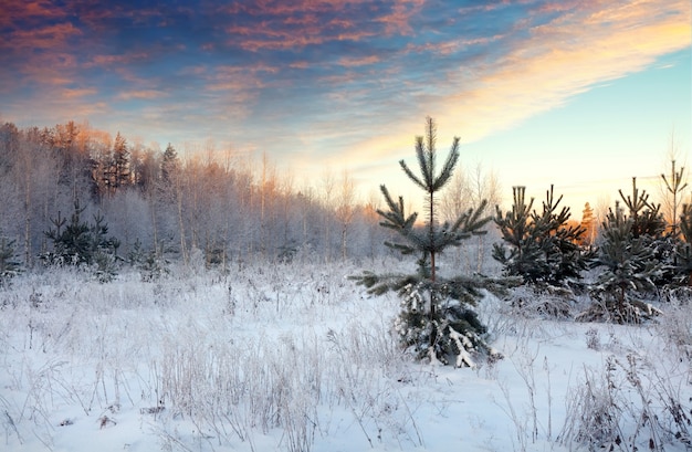 landscape with pines on snowy meadow