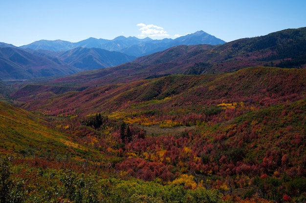 Landscape with plants and flora in the usa